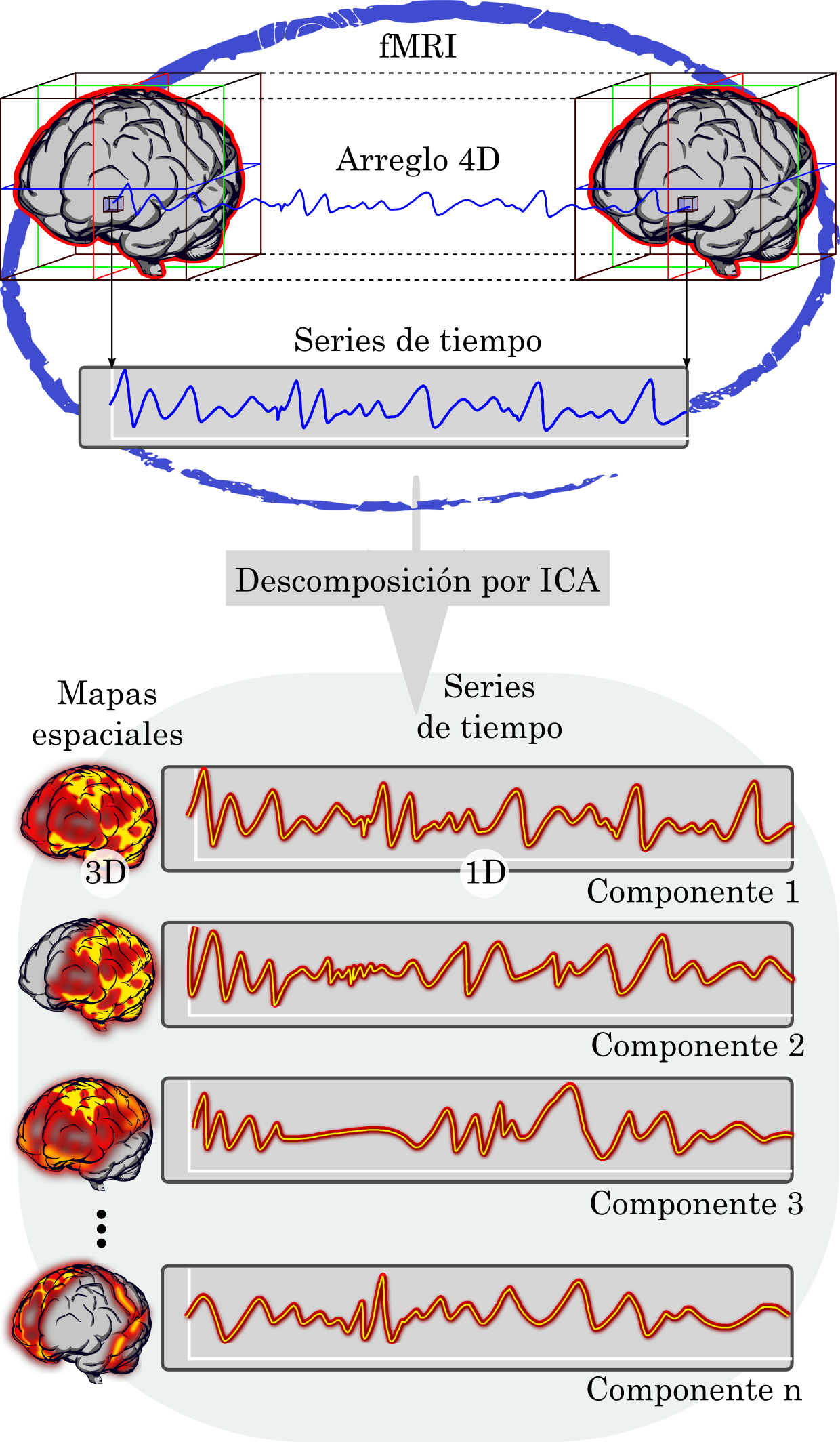 Representación de la descomposición por ICA en las componentes independientes de fMRI