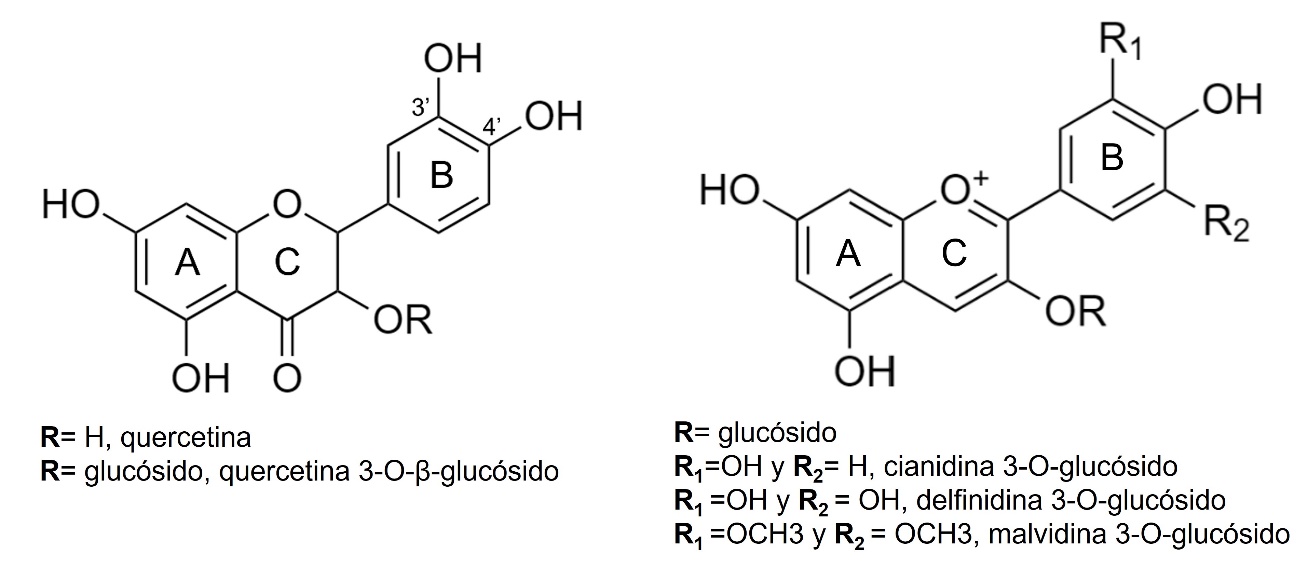 a. Fórmula estructural de la quercetina y quercetina 3-O-β-glucósido y b. Formula estructural de la cianidina-3-glucósido, delfinidina-3-glucósido y malvidina-3-glucósido