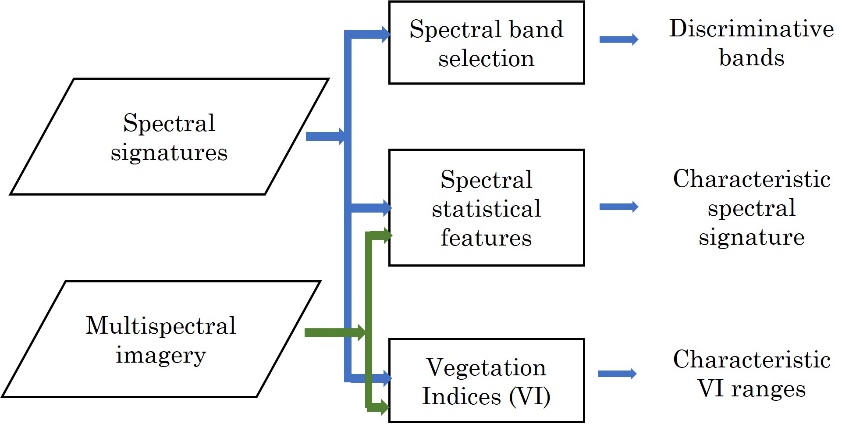Framework for establishing the spectral characterization of avocado (Persea americana Mill. cv. Hass) using spectral signatures and multispectral images in the visible and near-infrared region