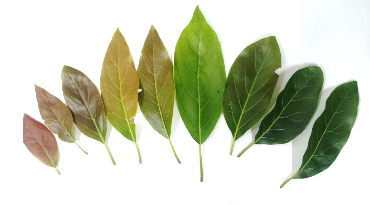 Variability between young leaves (left side) and mature leaves (right side)