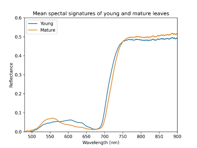 Comparison of spectral signatures of young and mature leaves of avocado (Persea americana Mill. cv. Hass)