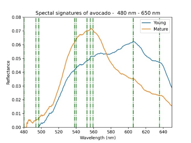 Spectral signatures of young and mature leaves of avocado (Persea americana Mill. cv. Hass) ranging between 480 nm and 650 nm, with the relevant bands selected by the SVD-based algorithm